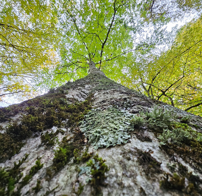 Area-Based Conservation