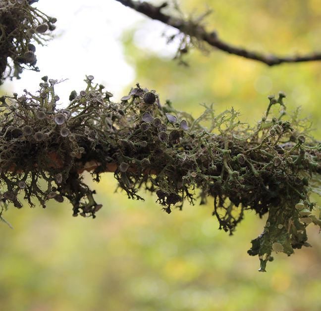 Biodiversity Monitoring